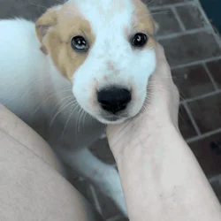 F Australian Shepherd/ Cattle Dog Puppy