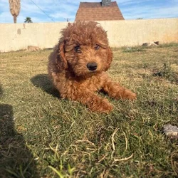 Nori - Home raised Female F1B Goldendoodle