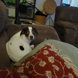 Dog for adoption