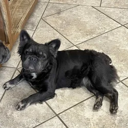 French bulldog