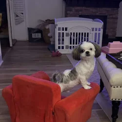 6 Month old Shihtzu