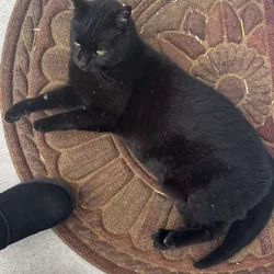 Midnight in need of a good home