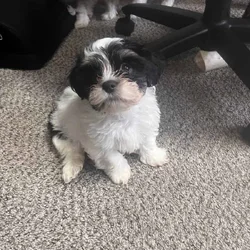 Shorkiepoo puppy