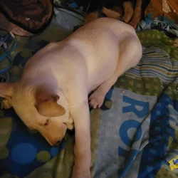Male and female Shepard puppy