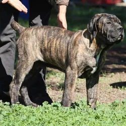 Male cane corso
