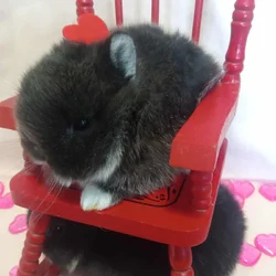 Valentine's Day Netherland dwarf babies ♥️