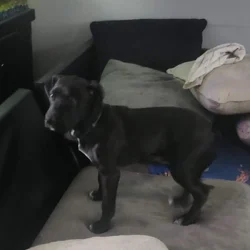 12 week puppy
