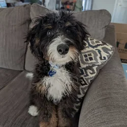 Bernadoodle puppy