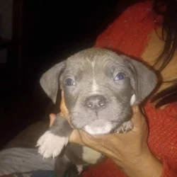 Pitbull puppies