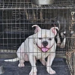 2 (M) American Bullies available to STUD!!
