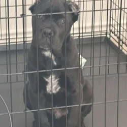 Cane corso for sale!
