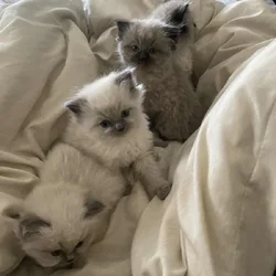 Adorable kittens