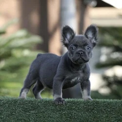 French Bulldog