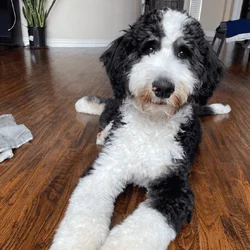 Looking for a labradoodle or Bernedoodle,