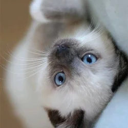 Siamese kitten snowshoes 8 weeks