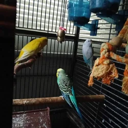 3 english parakeets