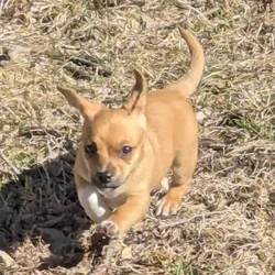 Chiweenie puppy Leia