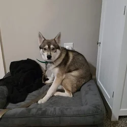 Sweet mini klee Kai