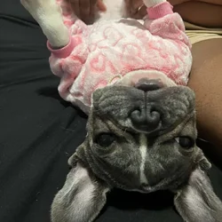 1 YR Female French Bulldog