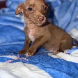 Chihuahua puppies