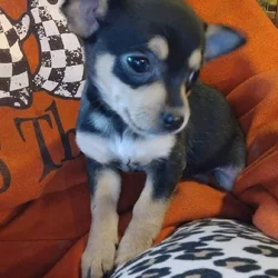 Chiweenie puppy