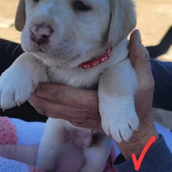 Pyrador puppies