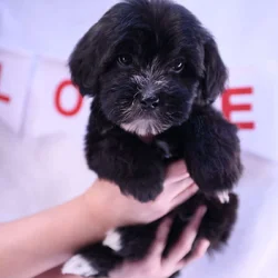 Adorable Malshi Goldendoodle