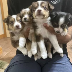 Toy Australian Shepherds