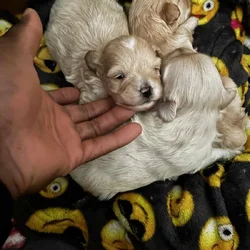 Multipo mix with miniature poodle