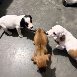 Free to good home