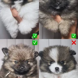4 Pomeranians puppies! Reserve pup! Ready by Mar 3