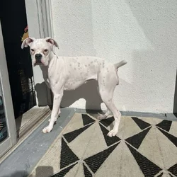 BOXER PUPPY FOR SALE