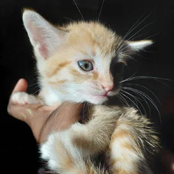 4 kittens