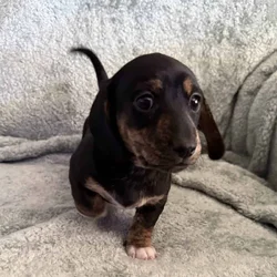 Mini dachshund puppies