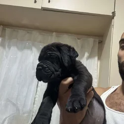 Cane Corso Pup