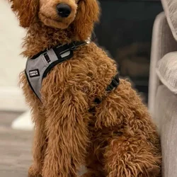 Standard Poodle