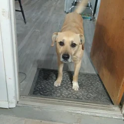AJ, free to a good home