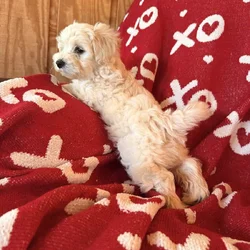 Puppies