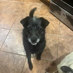 SWEET BOY NEEDS A FOREVER HOME - AVAILABLE NOW