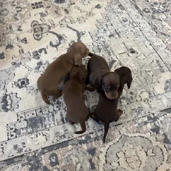 Mini dachshunds
