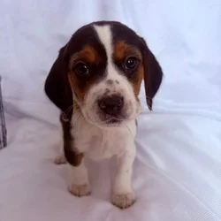 6 week old beagle puppy yellow collar