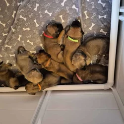 Mastiff