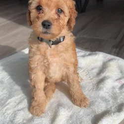 Mini Goldendoodle - LUCY