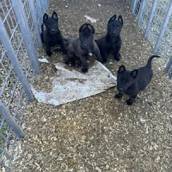 For sale Belgian Malinois