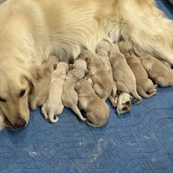 Golden retriever