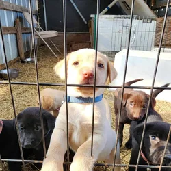 AKC Labrador Retriever puppies