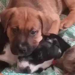American Bully lab mix puppies