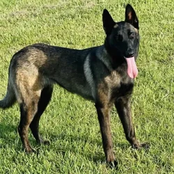Belgian Malinois