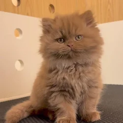TICA Registered Persian Kitten