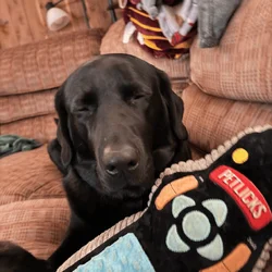 Labrador